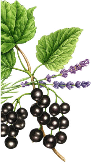 Blackcurrants